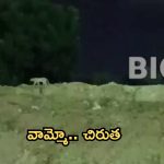 Hyderabad: మియాపూర్‌లో చిరుత సంచారం.. హైదరాబాద్ వాసుల్లో భయం భయం!