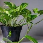 Money Plant Vastu: ఇలాంటి మనీ ప్లాంట్ ఇంట్లో నాటితే అశుభం.. మీ డబ్బులన్నీ గోవిందా..