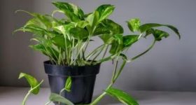 Money Plant Vastu: ఇలాంటి మనీ ప్లాంట్ ఇంట్లో నాటితే అశుభం.. మీ డబ్బులన్నీ గోవిందా..
