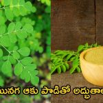 Moringa Powder: మునగ ఆకు పొడితో అద్భుతాలు..ఈ రోగాలన్నీ పరార్ !