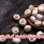 Mushroom: పుట్ట గొడుగుల గురించి ఈ విషయాలు తెలిస్తే.. షాక్ అవుతారు