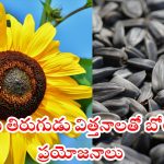 Sunflower Seeds: పొద్దు తిరుగుడు విత్తనాలను గురించిన ఈ విషయాలు మీకు తెలుసా ?