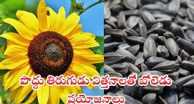 Hyderabad MP: సచివాలయాన్ని కూడా కూల్చేస్తారా...?