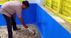Snake Hulchul in School: పాఠశాలలో నాగుపాము కలకలం.. విద్యార్థుల్లో భయం భయం