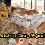 Tirumala: తిరుమలకు వెయ్యి గోవులు ఇస్తా..ప్రభుత్వం సిద్ధమైనా?