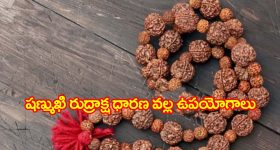 Six face rudraksha : సకల బాధలను దూరం చేసే షణ్ముఖి రుద్రాక్ష ధారణ ఎవరు చేయాలి..?