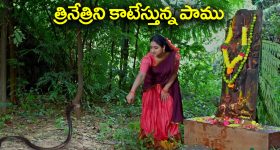 Trinayani Serial Today November 3rd: ‘త్రినయని’ సీరియల్‌:  త్రినేత్రి మీదకు పామును వదిలిన ముక్కోటి – వల్లభను బెదిరించిన హాసిని