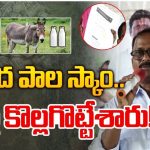 Donkey Milk Scam: గాడిదలతో లక్షల్లో ఆదాయమట.. క్యూ కట్టిన ప్రజలు.. దిమ్మతిరిగే షాకిచ్చిన నిర్వాహకుడు