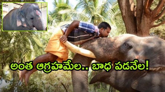 Elephant Attacks: ఆలయంలో ఏనుగు దాడి.. ఇద్దరి మృతి.. ఆహారం ముట్టని ఏనుగు.. కారణం అదేనా?