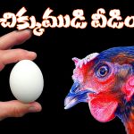 Chicken Or Egg: కోడి ముందా? గుడ్డు ముందా? ఫైనల్ గా ఆన్సర్ దొరికేసింది!