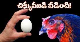 Chicken Or Egg: కోడి ముందా? గుడ్డు ముందా? ఫైనల్ గా ఆన్సర్ దొరికేసింది!