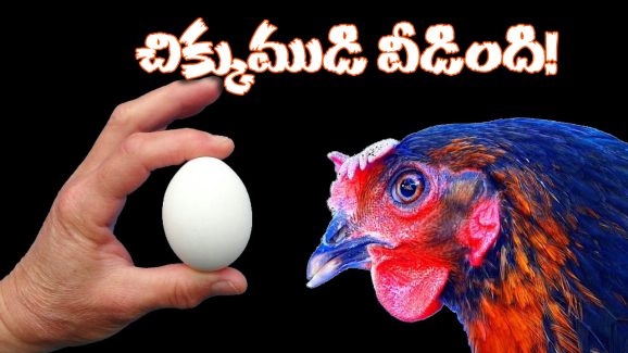 Chicken Or Egg: కోడి ముందా? గుడ్డు ముందా? ఫైనల్ గా ఆన్సర్ దొరికేసింది!