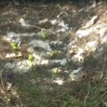 Black Magic In Sukthanabad: సుల్తానాబాద్ జిల్లాలో చేత‌బ‌డి క‌ల‌క‌లం.. పంట‌పొలంలో మ‌నిషిబొమ్మ‌.. వెళ్లి చూడ‌గానే!