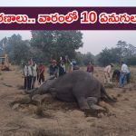 Elephants Die in MP : వారంలో పది ఏనుగులు మృతి.. కడుపులో విషం గుర్తింపు.. ఏం జరిగింది.?