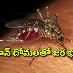 Japanese Encephalitis: జపనీస్ ప్రాణాంతక వ్యాధి ఇండియాకూ వచ్చేసింది, ఈ దోమ కుడితే చనిపోతారా? లక్షణాలేమిటీ?