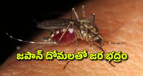 Japanese Encephalitis: జపనీస్ ప్రాణాంతక వ్యాధి ఇండియాకూ వచ్చేసింది, ఈ దోమ కుడితే చనిపోతారా? లక్షణాలేమిటీ?