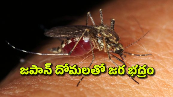 Japanese Encephalitis: జపనీస్ ప్రాణాంతక వ్యాధి ఇండియాకూ వచ్చేసింది, ఈ దోమ కుడితే చనిపోతారా? లక్షణాలేమిటీ?