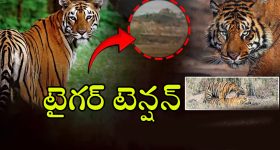 Tiger Attack: కసి మీద పెద్ద పులి.. ఆ ఏరియాల్లో 144 సెక్షన్‌