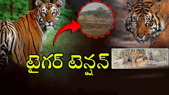 Tiger Attack: కసి మీద పెద్ద పులి.. ఆ ఏరియాల్లో 144 సెక్షన్‌