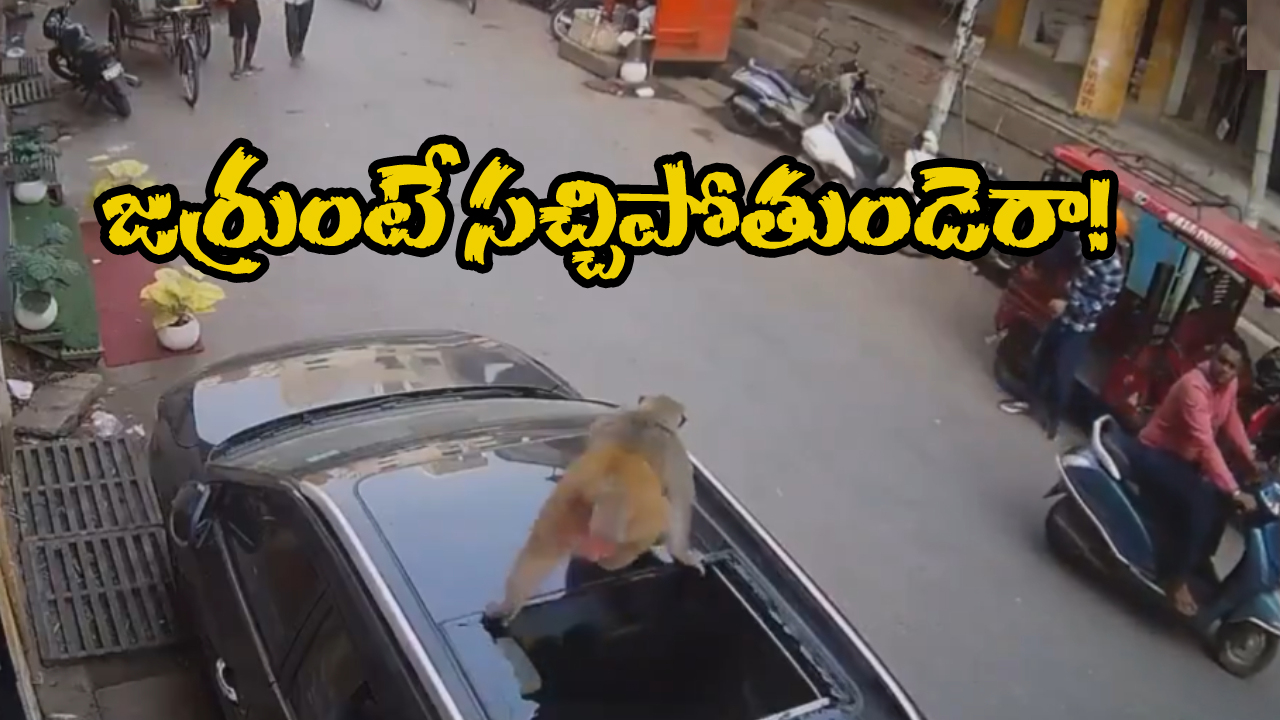 Watch Viral Video: కోతి పడింది.. కారు టాప్ పగిలింది.. సోషల్ మీడియాలో వీడియో వైరల్