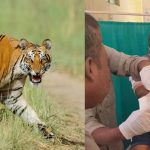 Tiger Attack: కొమురం భీం జిల్లాలో టెన్షన్ టెన్షన్.. మరో వ్యక్తిపై పులి దాడి