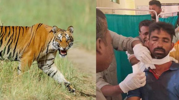 Tiger Attack: కొమురం భీం జిల్లాలో టెన్షన్ టెన్షన్.. మరో వ్యక్తిపై పులి దాడి