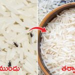 Rice Storage: బియ్యంలో పురుగులు పడుతున్నాయా ? ఇలా చేస్తే ప్రాబ్లమ్ సాల్వ్