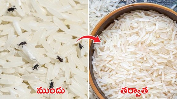 Rice Storage: బియ్యంలో పురుగులు పడుతున్నాయా ? ఇలా చేస్తే ప్రాబ్లమ్ సాల్వ్