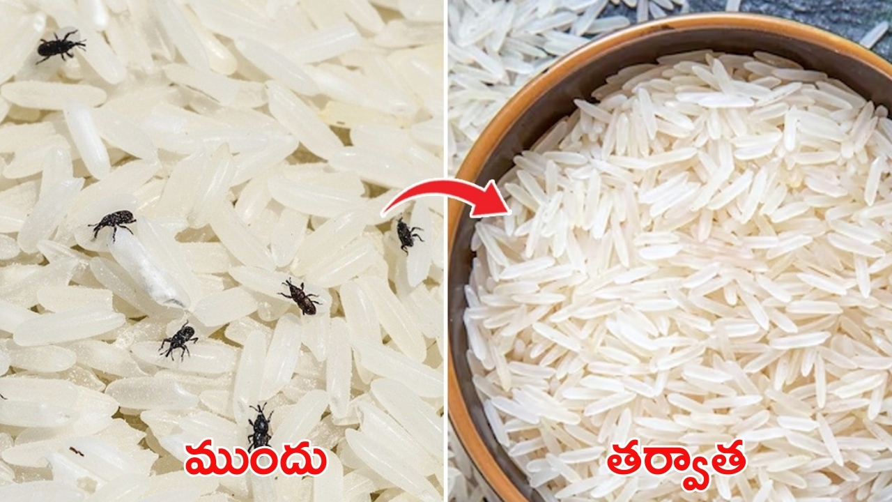 Rice Storage: బియ్యంలో పురుగులు పడుతున్నాయా ? ఇలా చేస్తే ప్రాబ్లమ్ సాల్వ్