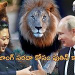 Putin Gift Korea: కిమ్ జాంగ్‌కు సింహాలు, ఎలుగుబంట్లు, పక్షుల భారీ కానుకలు.. పుతిన్‌తో దోస్తీ మామూలుగా ఉండదు