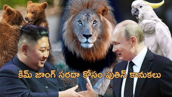 Putin Gift Korea: కిమ్ జాంగ్‌కు సింహాలు, ఎలుగుబంట్లు, పక్షుల భారీ కానుకలు.. పుతిన్‌తో దోస్తీ మామూలుగా ఉండదు