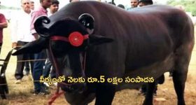 Government Jobs: కోచింగ్ లేకుండానే 8 గవర్నమెంట్ జాబ్స్.. అద‌ర‌గొట్టిన ఓరుగల్లు బిడ్డ‌!