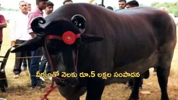 Haryana Costly Buffalo: 1500 కేజీల బర్రె.. రోజూ డ్రై ఫ్రూట్స్, 20 గుడ్లు, 30 అరటి పండ్లు ఆహారం.. ధర రూ.23 కోట్లు