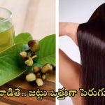 Guava Leaves For Hair: వీటిని వాడితే.. జుట్టు పెరగడం పక్కా!