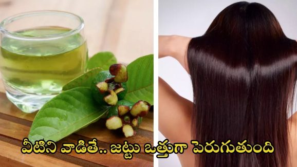 Guava Leaves For Hair: వీటిని వాడితే.. జుట్టు పెరగడం పక్కా!