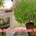 Tulsi Plant: పూజించే తులసి మొక్క ఎండిపోతుందా ? ఇది దేనికి సంకేతమో తెలుసుకోండి
