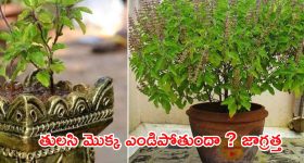 Tulsi Plant: పూజించే తులసి మొక్క ఎండిపోతుందా ? ఇది దేనికి సంకేతమో తెలుసుకోండి
