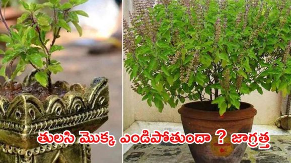 Tulsi Plant: పూజించే తులసి మొక్క ఎండిపోతుందా ? ఇది దేనికి సంకేతమో తెలుసుకోండి