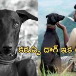 Kollywood: సెలబ్రిటీ డాగ్ ని బలి తీసుకున్న దీపావళి సెలబ్రేషన్స్… సినిమాలో జరిగినట్టే…!