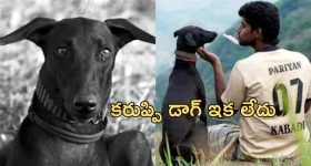 Kollywood: సెలబ్రిటీ డాగ్ ని బలి తీసుకున్న దీపావళి సెలబ్రేషన్స్... సినిమాలో జరిగినట్టే...!