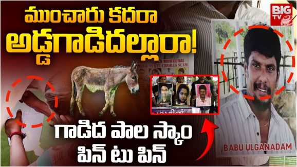 Donkey Milk Scam: అడ్డంగా దోచేసిన అడ్డగాడిద.. అసలు ఆ కేటుగాళ్ల వలలో ఎలా పడ్డారు?