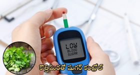Coriander Leaves: పచ్చి కొత్తిమీరతో షుగర్ కంట్రోల్.. ఎలానో తెలుసా ?