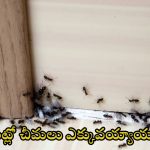 Natural Ant Remedies: ఇంట్లో చీమలు ఎక్కువయ్యాయా ? ఇలా చేస్తే.. ఒక్క చీమ కూడా ఉండదు తెలుసా
