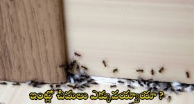 Puppies Cradle Ceremony: బారసాల అంటే వచ్చారు.. పిల్లల్ని చూసి ఔరా అనేశారు.. ట్విస్ట్ తెలుసుకోవాల్సిందే!