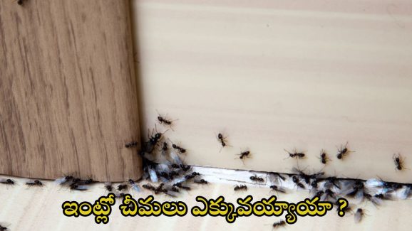 Natural Ant Remedies: ఇంట్లో చీమలు ఎక్కువయ్యాయా ? ఇలా చేస్తే.. ఒక్క చీమ కూడా ఉండదు తెలుసా