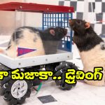Rats Mini Car Driving: ఓ మై గాడ్.. ఎలుకలు కూడా డ్రైవింగ్ చేస్తాయా? ప్రయోగంలో అవి ఏం చేశాయంటే.?