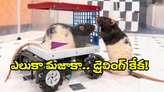 Rats Mini Car Driving: ఓ మై గాడ్.. ఎలుకలు కూడా డ్రైవింగ్ చేస్తాయా? ప్రయోగంలో అవి ఏం చేశాయంటే.?