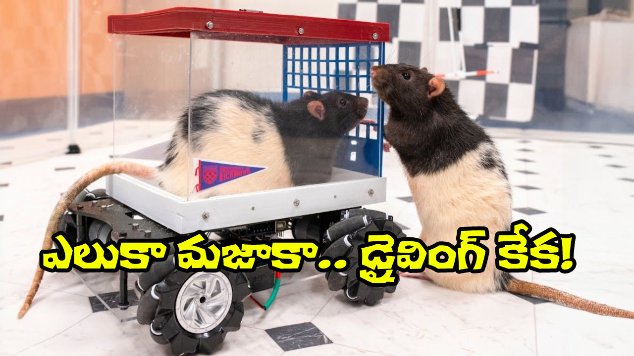 Rats Mini Car Driving: ఓ మై గాడ్.. ఎలుకలు కూడా డ్రైవింగ్ చేస్తాయా? ప్రయోగంలో అవి ఏం చేశాయంటే.?
