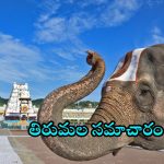 TTD News: తిరుమలకు వెళ్తున్నారా.. ఈ వివరాలు మీ కోసమే