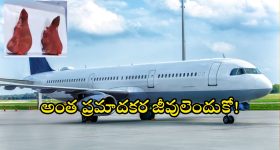 Lizards in Vizag Airport: విమానంలో స్మగ్లింగ్.. పట్టుకున్న కస్టమ్స్ అధికారులు.. అన్నీ వింత జీవులే!